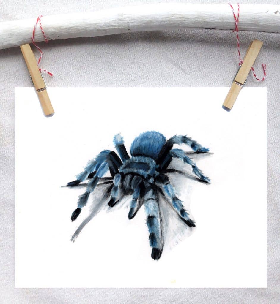 Cobalt Blue Tarantula Art Print 5x7