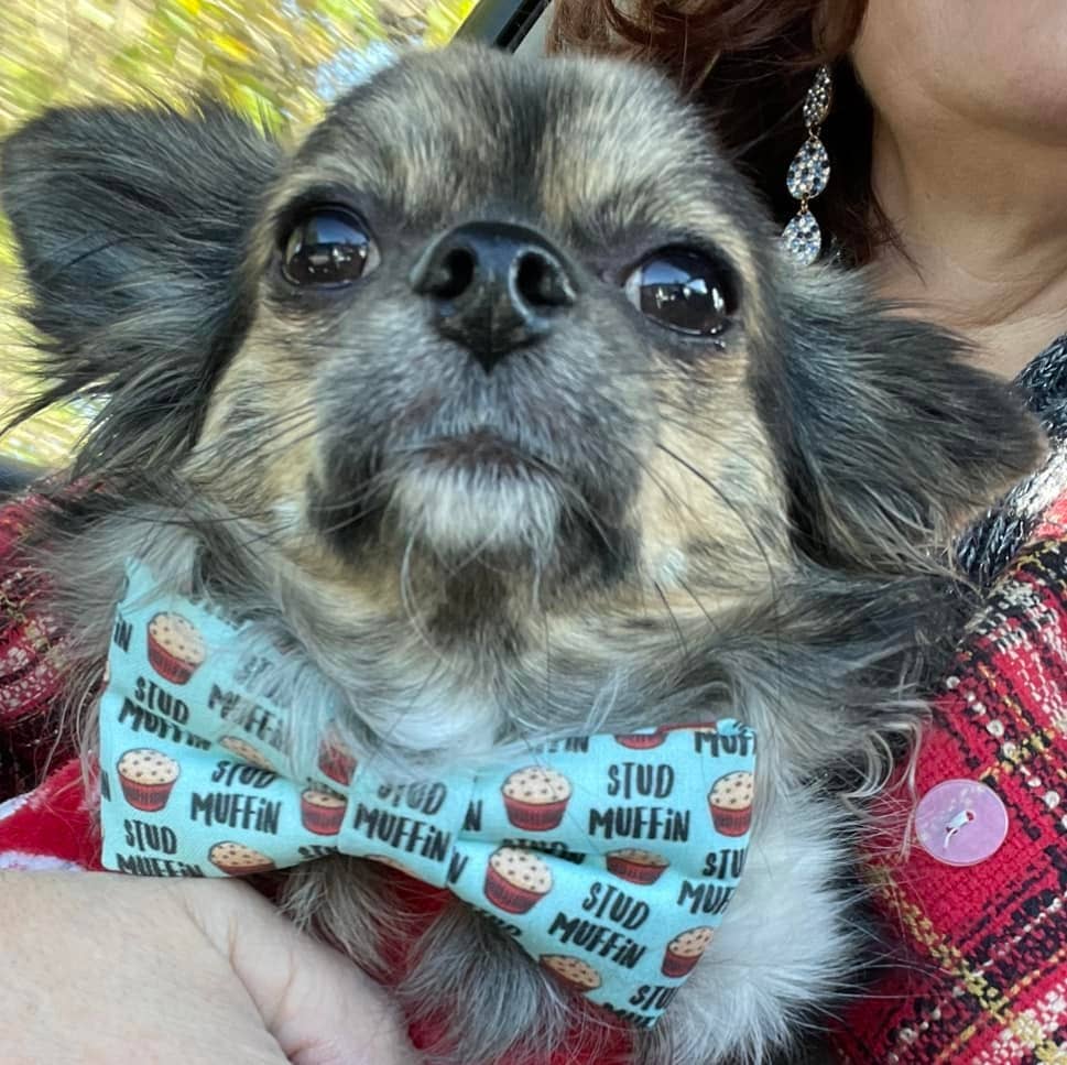 Stud Muffin Mini Bowtie