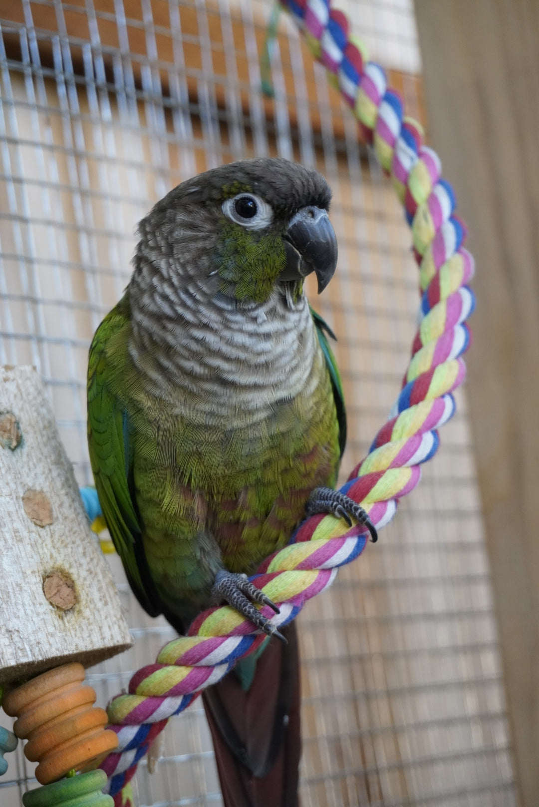 Miso and Friends Favorites