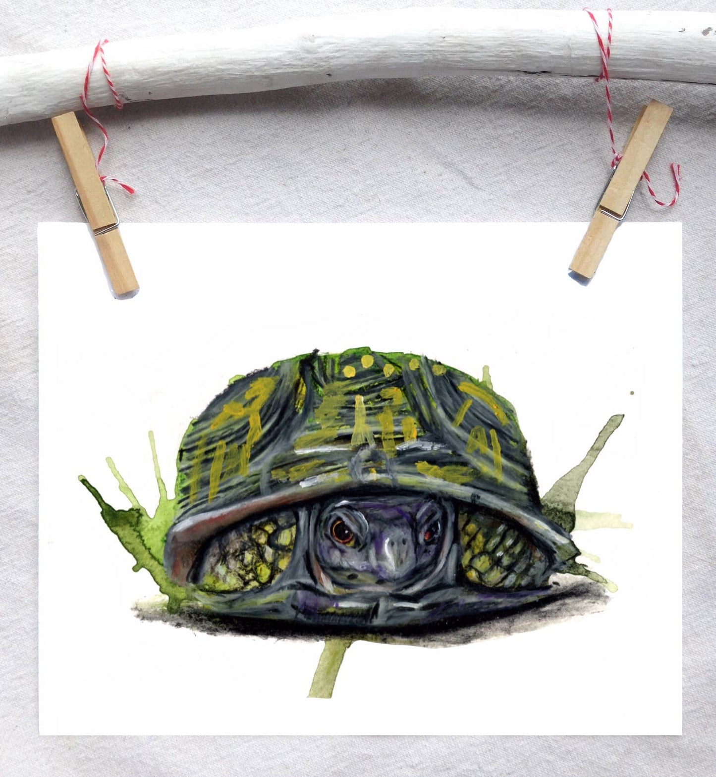 Angry Box Turtle 5x7 Art Print
