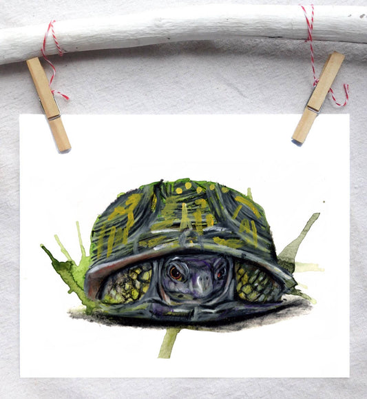 Angry Box Turtle 5x7 Art Print