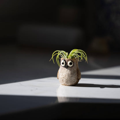 Baby Sandpiper Bird, Speck, Mini Blobhouse Planter