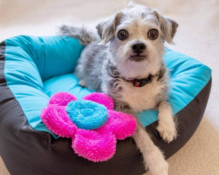 Duraplush Flower Puppy Pack