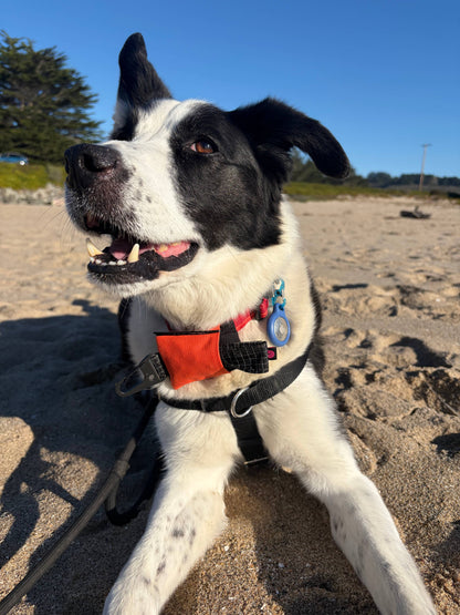 The Ultraderp Dog Leash