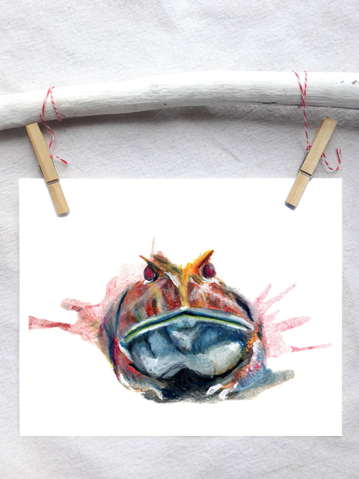 Albino Pac-Man Frog 5x7 Art Print