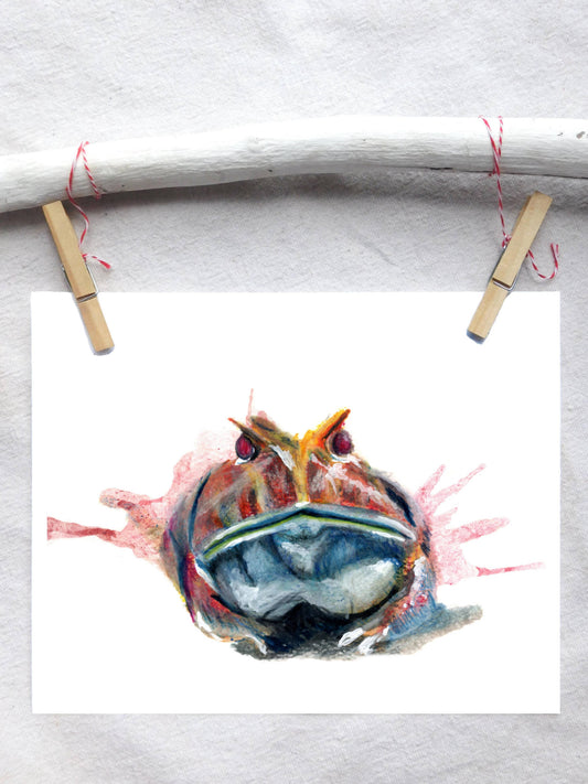 Albino Pac-Man Frog 5x7 Art Print