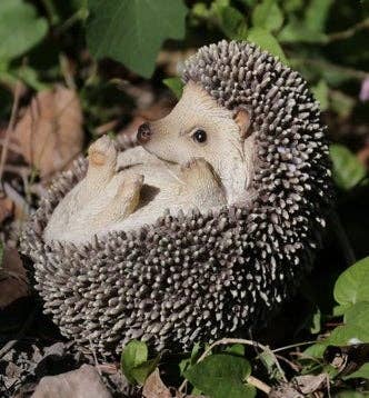 Hedgehog On Its Back