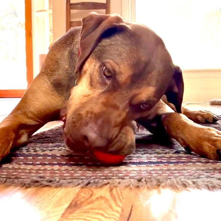 Floating Squeak Ball Chew Toy | USA Made