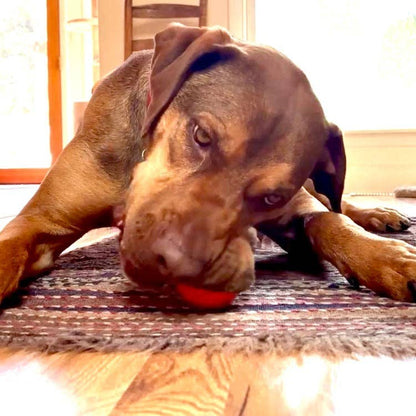 Floating Squeak Ball Chew Toy | USA Made