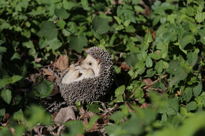 Hedgehog On Its Back