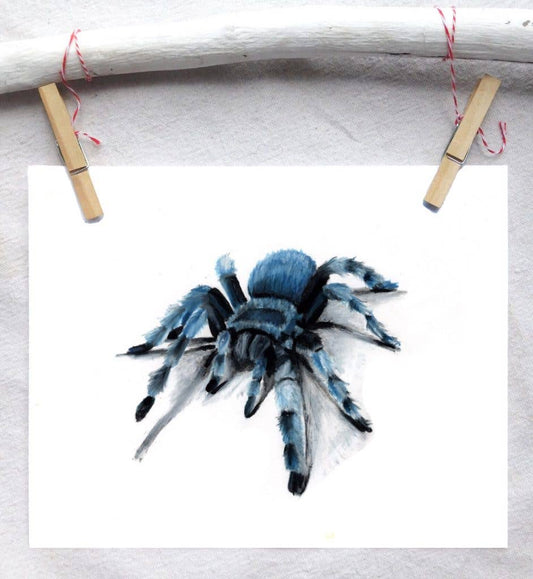 Cobalt Blue Tarantula Art Print 5x7