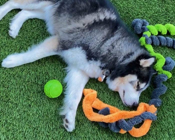 Duraplush Springy Thing Dog Toy