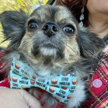 Stud Muffin Mini Bowtie
