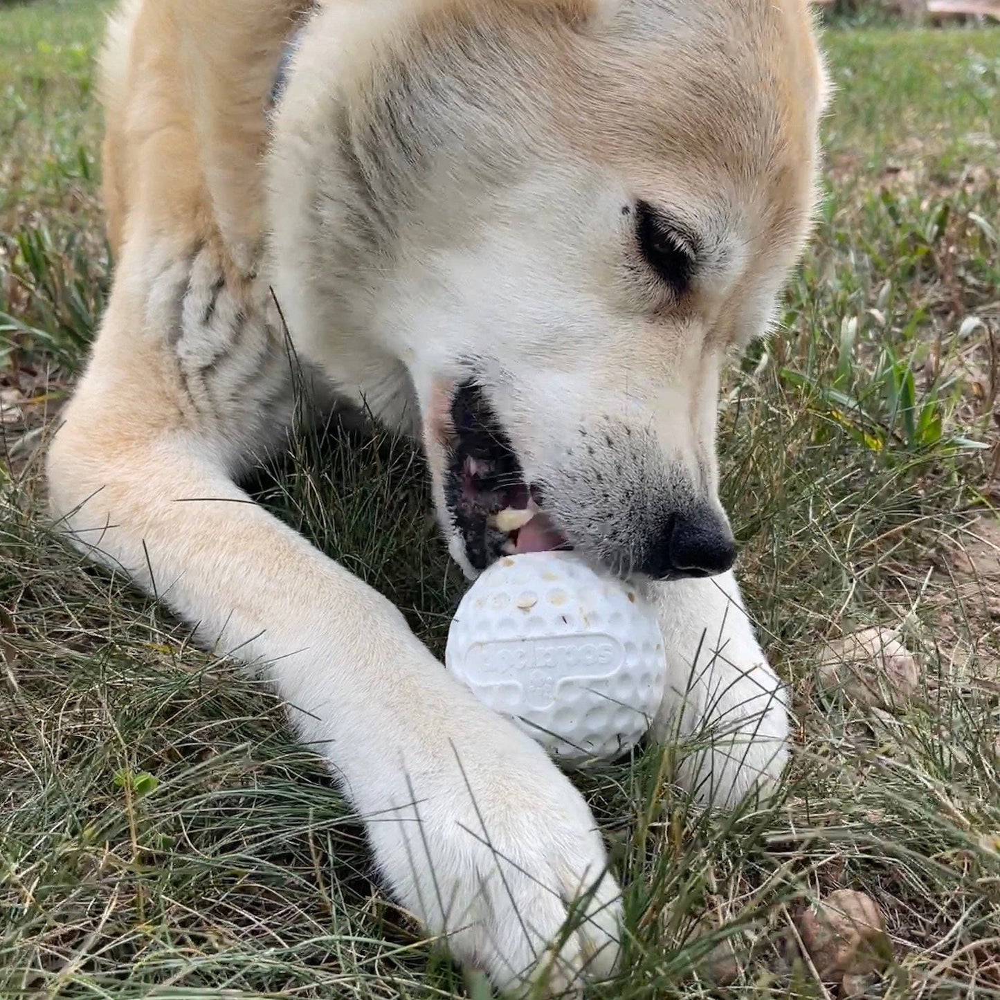 Golf Ball Rubber Dog Chew Toy for Power Chewers