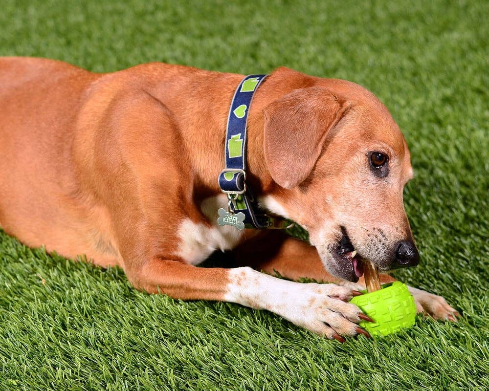 High Roller Plus Dog Ball