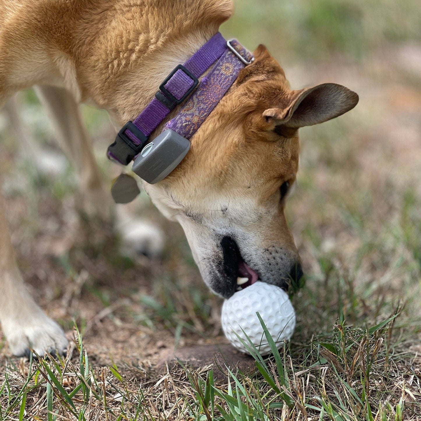 Golf Ball Rubber Dog Chew Toy for Power Chewers