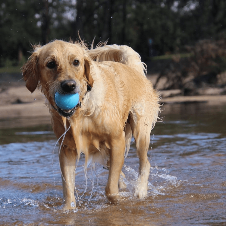 Wag Ball Rubber Dog Chew Toy for Heavy Chewers