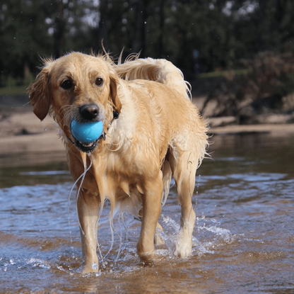 Wag Ball Rubber Dog Chew Toy for Heavy Chewers