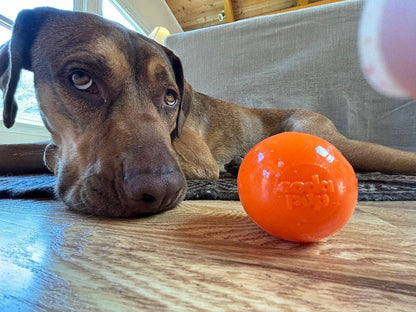 Floating Squeak Ball Chew Toy | USA Made