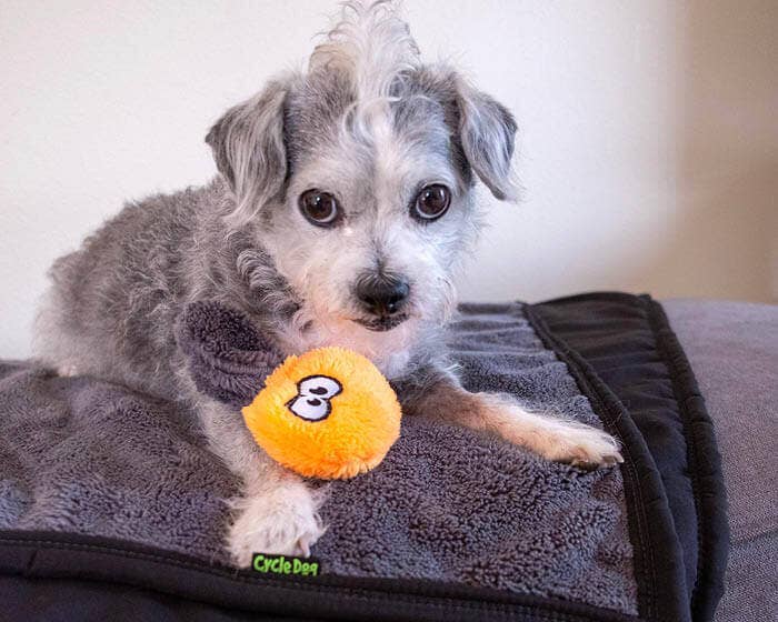 Duraplush Flower Puppy Pack