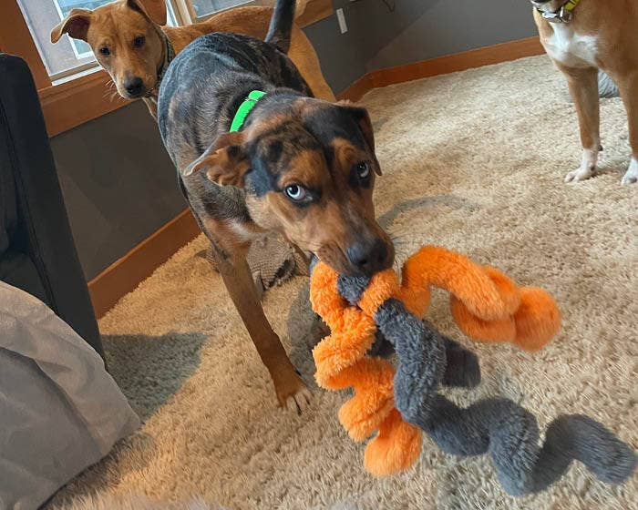 Duraplush Springy Thing Dog Toy