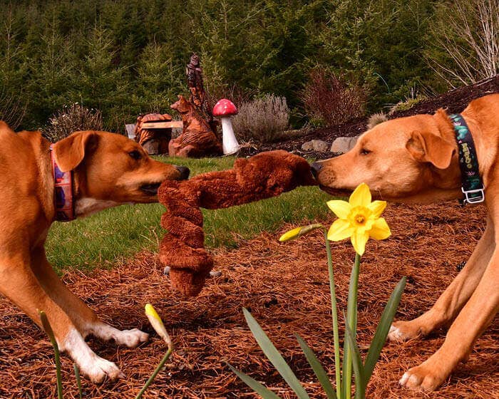 Duraplush Springy Squirrel Dog Toy